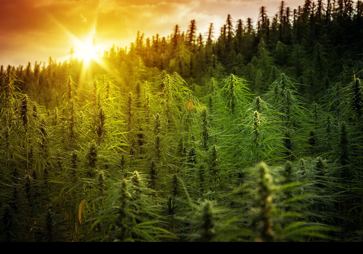 HEMP is Your Friend!